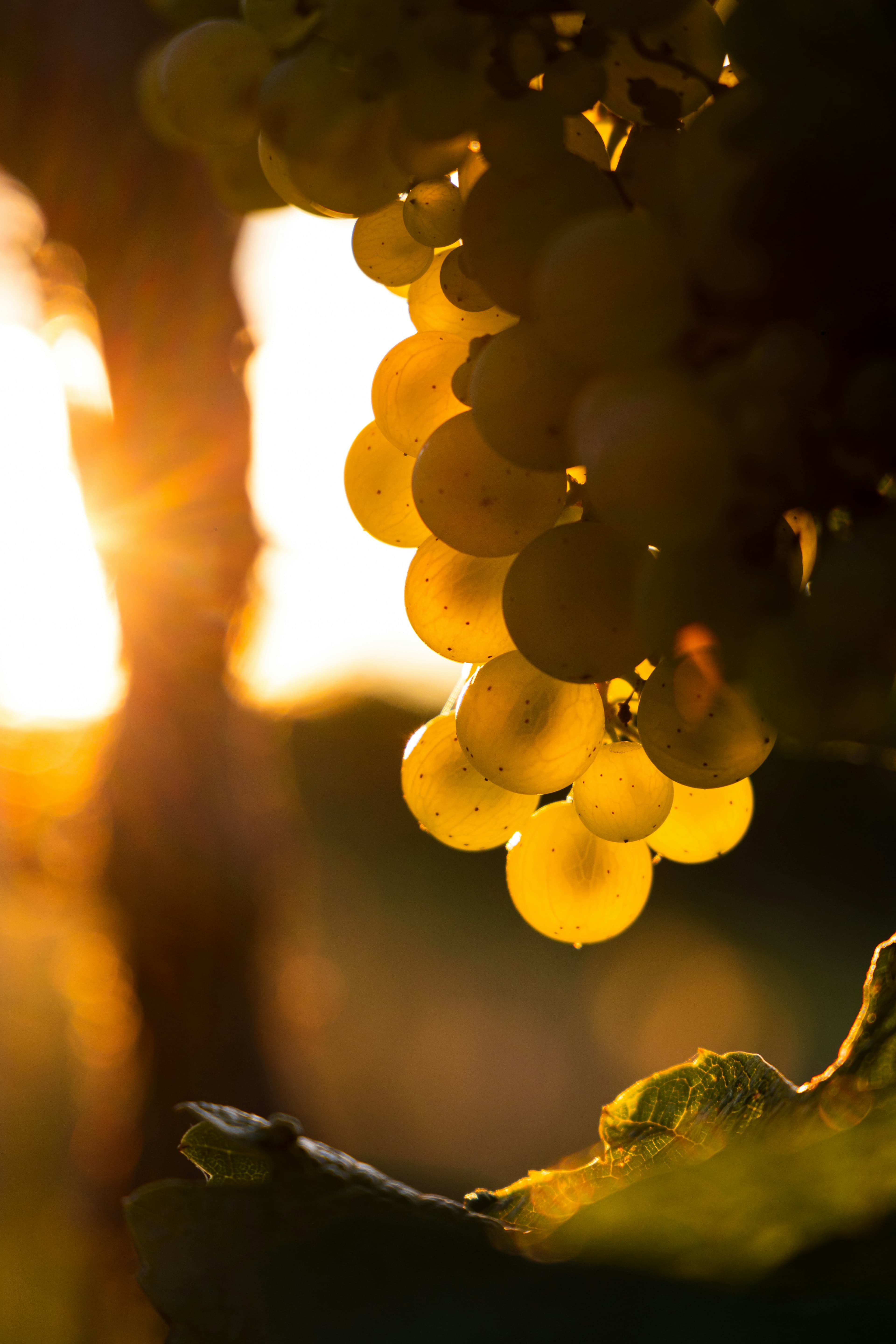 Golden grapes backlit by sunset