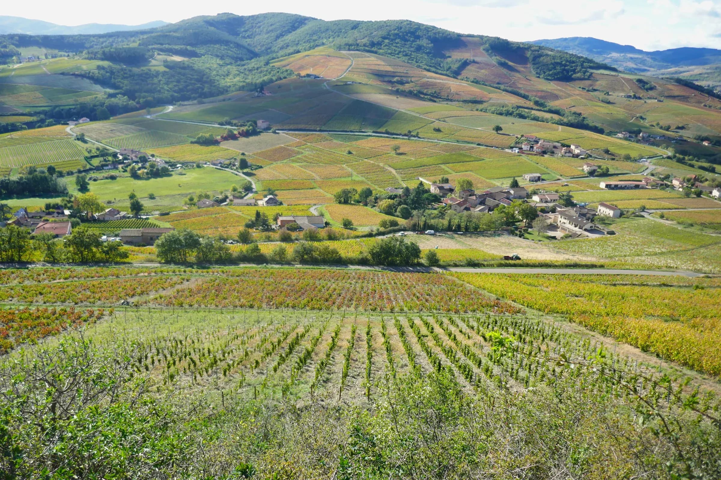 Beaujolais Spotlight