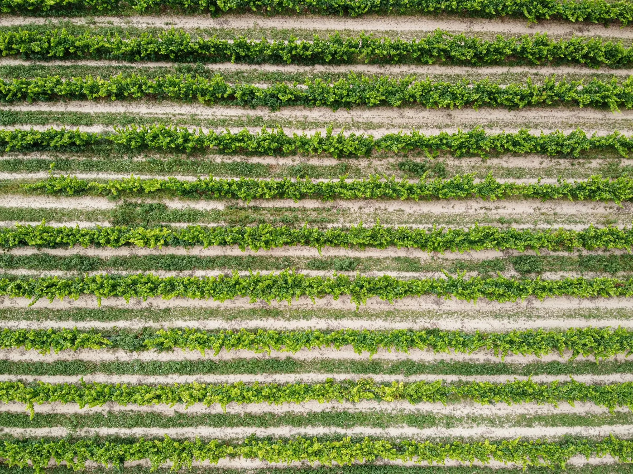 Catalonia beyond Priorat